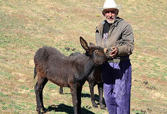 Eşekler başına dert oldu
