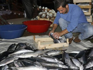 Tezgahlarda palamudun yerini lüfer aldı