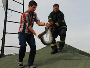 İzmit'de piton yılanı paniği