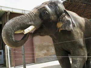 Bu fil insan gibi konuşuyor