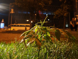 Taksim'de 'Şüpheli Ot' Alarmı