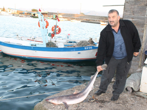 Ordu'da köpek balığı ağa takıldı