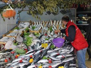 Karadeniz'de yaşanan palamut bereketi