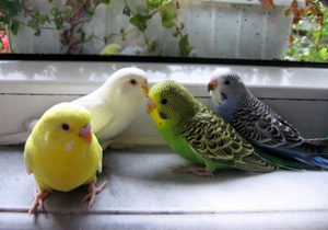 Kuş beyinli demeden iyi düşünün