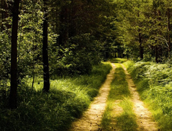 Bayburt'ta "Ak Kadınlar Ormanı"