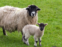 Trabzon'da hayvan hırsızlığı