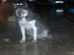 "Bu kadar olur" dedirten olay