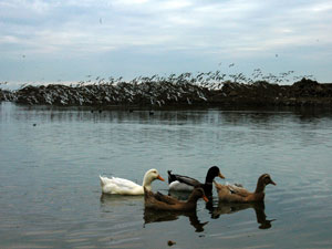 'Karadeniz'de birçok tür yok oldu