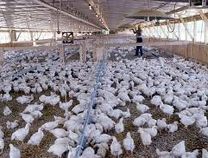 12 köy koruma altında