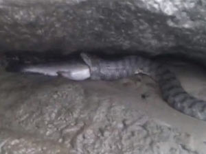 Belgeseli aratmayan görüntü!