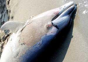 Her Yıl 3 Bin Yunus Ölüyor