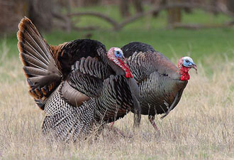 400 bin hindi yılbaşında sofrada