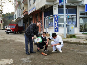 Giresun'da esnaf caddeye patates dikti