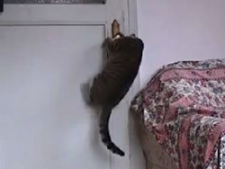 Böyle olur Karadeniz kedisi!