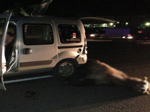 Böyle kaza ne görüldü ne duyuldu !