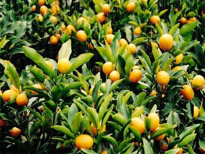 Kendisi küçük ama...