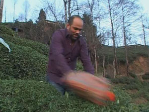 Kış ortasında çaylar yeşerdi