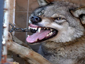 Rize'de ormanlık alanda bulmuştu !