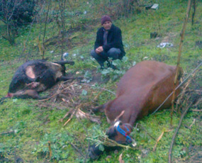 İnekler elektriğe kapıldı!