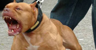 Pitbull cinsi köpekle odaya hapsettiler