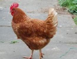 Tavukçuların KDV sorunu çözüldü