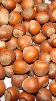 'Bahar' Fındık Üreticilerini Tedirgin Etti!