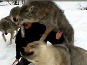 Arkadaşını kurttan kurtarmak için...