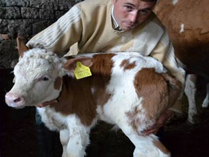 Kuyruksuz buzağı görenleri şaşırtıyor