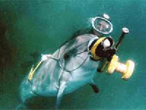 Karadeniz’de komando yunus alarmı !