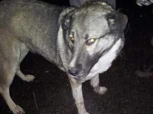 Hamile köpeği öldürünce