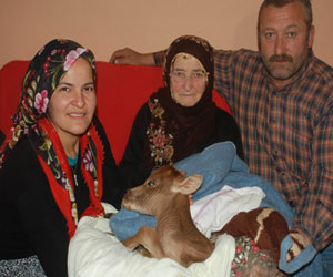 Ordu'da buzağıya evlat sevgisi!