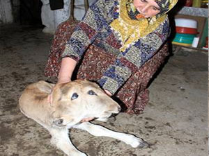 Çift başlı buzağı doğdu