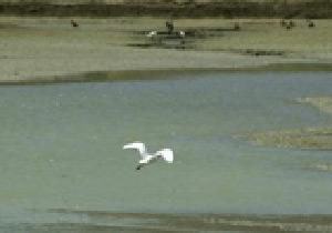 Kuş Cenneti Tarla Oldu