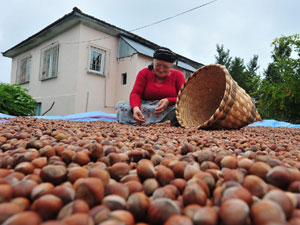 Karadeniz’in fındığı tehlikede!