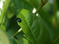 Rize'de yeni bir böcek türü bulundu