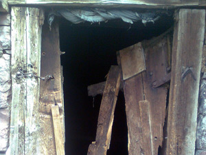 Gümüşhane'de ayılar köylere indi!