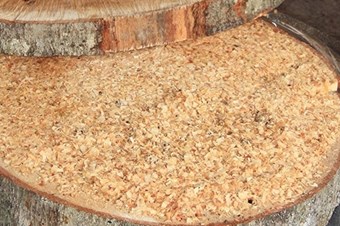 Giresunlu para kazanacak!