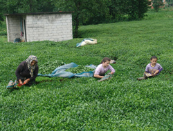 ÇAY-KUR'da grev tutmadı!