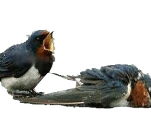 Angut Açılımlı Cevap