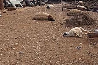 Dünya dehşete düştü