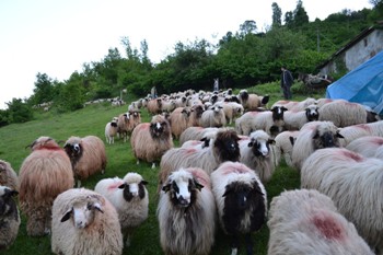 Çobanların yayla yolculuğu başladı