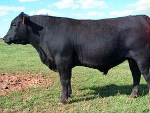 Boğa saldırısı can aldı