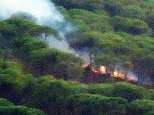 Piknikçiler yangın çıkardı