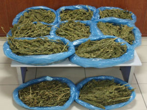 Düğün konvoyunda bakın ne çıktı?