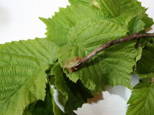 Fındık kurdu ile mücadele zamanı