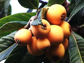 Yenidünya hangi hastalığa iyi geliyor?