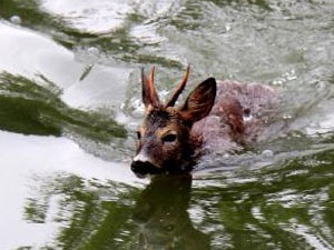 Trabzon'da ceylan dereye düşünce..