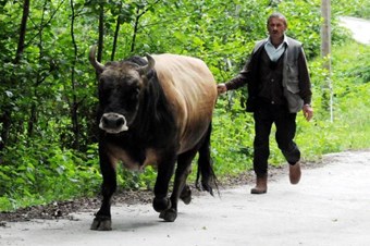 Acı yok "Karagöz" acı yok!...