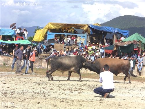 Boğa Güreşlerine Yoğun İlgi