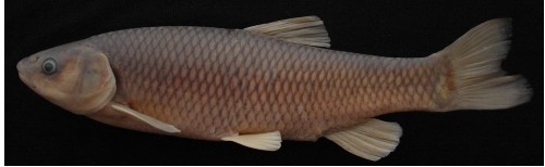 Türkiye'de 3 yeni balık türü